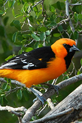 Altamira Oriole